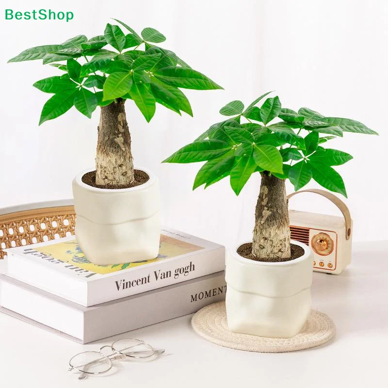  Mini-Selbstbewässerungs-Blumentopf, Fischbecken, Kunststoff-Pflanzentöpfe, Selbstbewässerungs-Pflanzgefäß, Vase für Heimdekoration Image