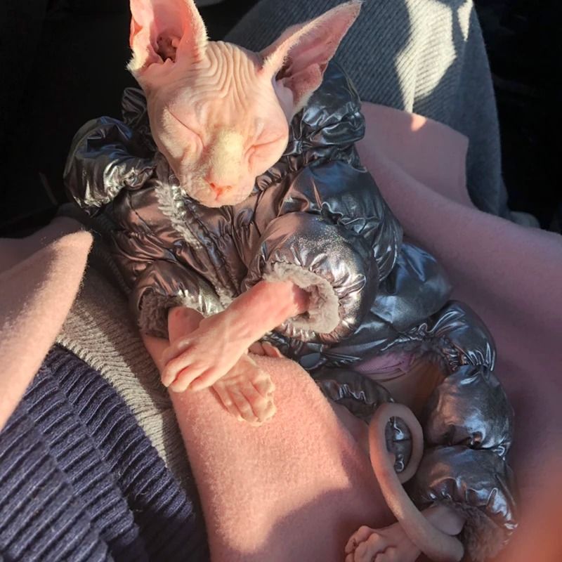 Winter Warm Sphynx Cat Jumpsuit Overalls red l