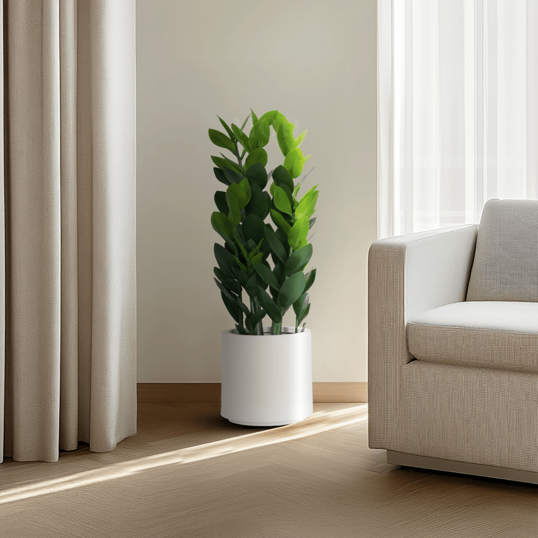 Zz Plant | 29 Â½