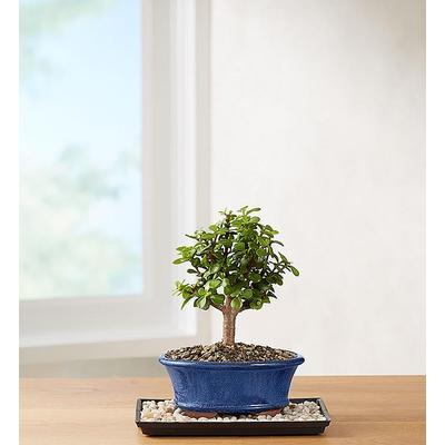 1-800-Flowers Plant Delivery Dwarf Jade Bonsai Small Plant | Happiness Delivered To Their Door