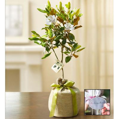 1-800-Flowers Everyday Gift Delivery Magnolia Tree For Sympathy Large W/ Plaque | Happiness Delivered To Their Door