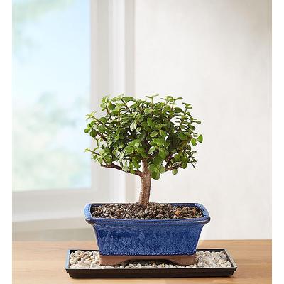 1-800-Flowers Plant Delivery Dwarf Jade Bonsai Medium Plant | Happiness Delivered To Their Door