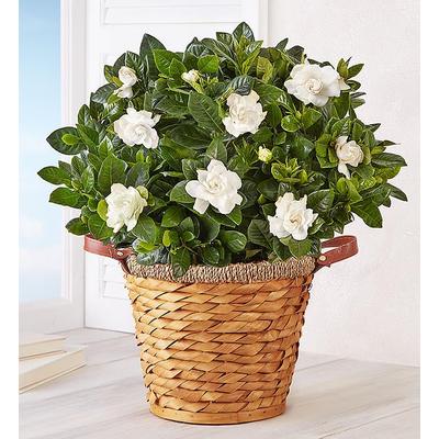 1-800-Flowers Plant Delivery Blooming Gardenia Plant In Basket Large | Happiness Delivered To Their Door