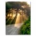 Trademark Fine Art 'Sunlight through Trees' by Michelle Calkins Photographic Print on Canvas in White/Black | 47 H x 35 W x 2 D in | Wayfair