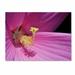 Trademark Fine Art 'Inside a Hibiscus' by Kurt Shaffer Framed Photographic Print on Wrapped Canvas in Pink | 14 H x 19 W x 2 D in | Wayfair