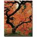 Trademark Fine Art "Japanese Tree I" by David Farley Photographic Print on Wrapped Canvas in Brown/Green/Orange | 24 H x 18 W x 2 D in | Wayfair