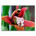 Trademark Fine Art 'Little Red Orchid' by Kurt Shaffer Framed Photographic Print on Wrapped Canvas in Green/Red | 18 H x 24 W x 2 D in | Wayfair