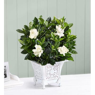 1-800-Flowers Everyday Gift Delivery Grand Gardenia For Sympathy Small | Happiness Delivered To Their Door