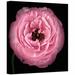 ArtWall 'Pink I' by Cora Niele Photographic Print on Wrapped Canvas in White | 36 H x 36 W x 2 D in | Wayfair Cniele-059-36x36-w