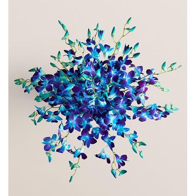 1-800-Flowers Flower Delivery Ocean Breeze Orchids 20 Stems, Bouquet Only | Happiness Delivered To Their Door
