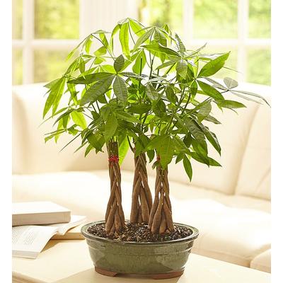 1-800-Flowers Plant Delivery Money Tree Grove | Happiness Delivered To Their Door