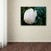 Trademark Fine Art "White Parrot Tulip II" by Kurt Shaffer Photographic Print on Wrapped Canvas Metal | 24 H x 32 W x 2 D in | Wayfair