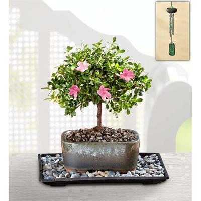 1-800-Flowers Plant Delivery Azalea Bonsai Small Plant W/ Windchime | Happiness Delivered To Their Door