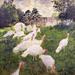 Posterazzi The Turkeys at The Chateau De Rottembourg Montgeron 1877 Poster Print by Claude Monet - 24 x 24 in. - Large