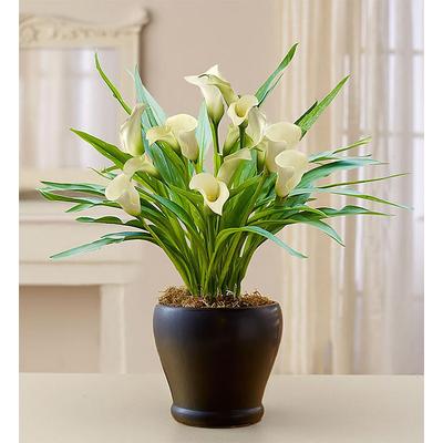 1-800-Flowers Plant Delivery Sophisticated White Calla Lily Large Plant | Happiness Delivered To Their Door