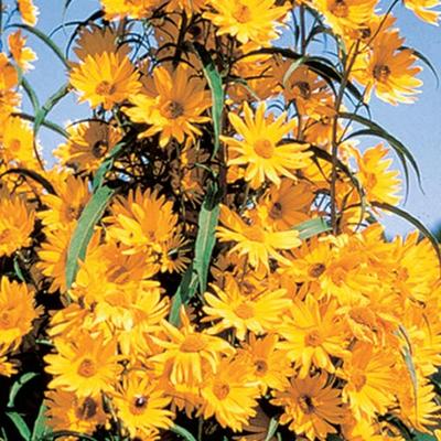 Maximillian Sunflower (Helianthus maximilliani)