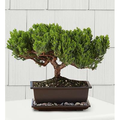 1-800-Flowers Plant Delivery Juniper Bonsai Medium Plant | Happiness Delivered To Their Door