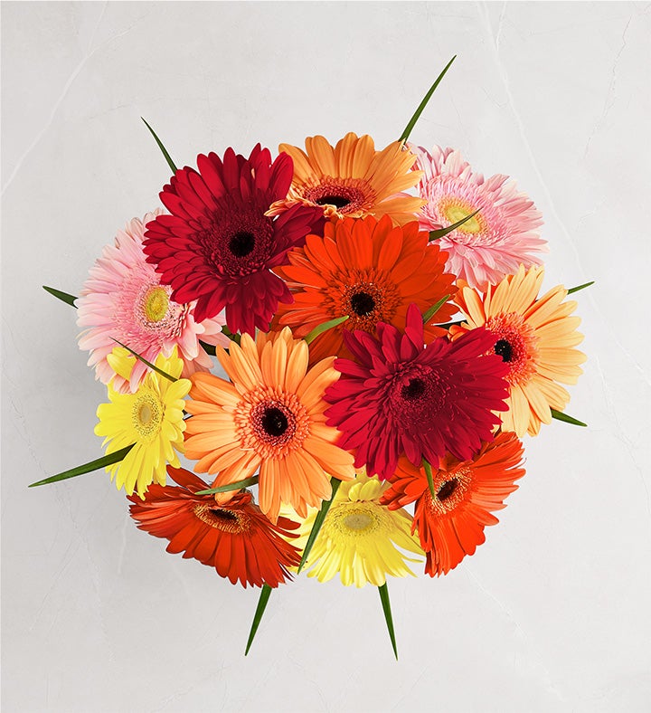 1-800-Flowers Flower Delivery Happy Gerbera Daisies 12 Stems Bouquet Only | Happiness Delivered To Their Door
