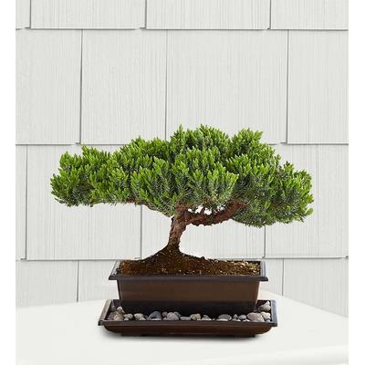 1-800-Flowers Plant Delivery Juniper Bonsai Small Plant | Same Day Delivery Available | Happiness Delivered To Their Door