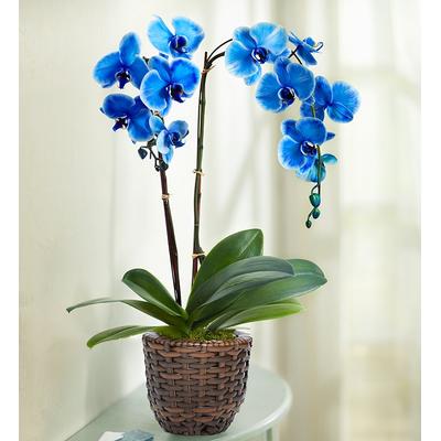 1-800-Flowers Plant Delivery Beautiful Blue Phalaenopsis Orchid Double Stems | Happiness Delivered To Their Door