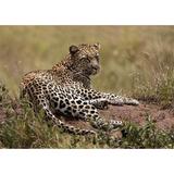 Africa Tanzania Serengeti. Leopard Panthera pardus. Poster Print by Charles Sleicher (37 x 26)