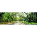 Panoramic Images Live Oaks & Spanish Moss Wormsloe State Historic Site Savannah Ga Poster Print - 36 x 12