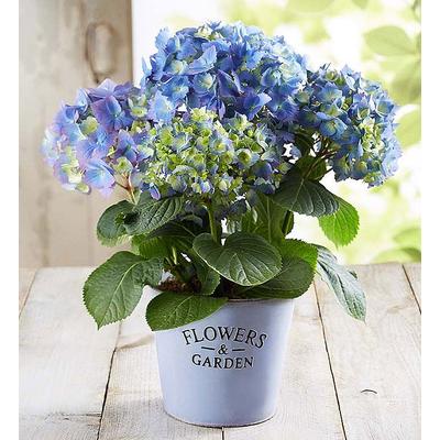 1-800-Flowers Plant Delivery Garden Hydrangea Large Plant | Same Day Delivery Available