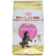 Royal Canin Katzenfutter Feline Kitten Maine Coon 36, 4 kg, 1er Pack (1 x 4 kg)