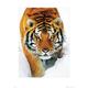 GB Eye Kunstdruck Tiger im Schnee, 60 x 80 cm