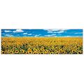 ANTHEA IMAGES - A Sunflower Field in Provence (Paneele 100x29 cm)