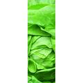 Plage 162273 Aufkleber für Küchen und Kühlschrank- Salat - Vinyl 180 x 0.1 x 59,5 cm, Bunt