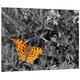 Pixxprint HBVs_4127_80x60 wundervoller Schmetterling auf Wiese MDF-Holzbild im Bretterlook Wanddekoration, bunt, 80 x 60 x 2 cm