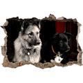 Pixxprint 3D_WD_S1559_62x42 zwei Hunde auf dem Teppich Wanddurchbruch 3D Wandtattoo, Vinyl, bunt, 62 x 42 x 0,02 cm