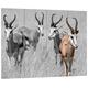 Pixxprint Tiere in Savanne, Rehe, Afrika schwarz/weiß , MDF-Holzbild im Bretterlook Format: 80x60cm, Wanddekoration