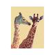 Unbekannt Neue imagesaffiche 40 x 50 cm Die Giraffen/Giraffen/Bilderdepot24 Giraffen