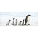 Pro-Art-Bilderpalette gla1353o Penguin Family Glas-Art, Bunt, 50 x 125 x 1,4 cm