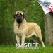 2023 2024 Mastiff Calendar - Dog Breed Monthly Wall Calendar - 12 x 24 Open - Thick No-Bleed Paper - Giftable - Academic Teacher s Planner Calendar Organizing & Planning - Made in USA