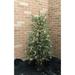 The Holiday Aisle® Balsam PE Potted 4.5' Green Fir Artificial Christmas Tree w/ 600 Warm Lights in White | 53 H x 32 W in | Wayfair