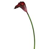 Vickerman 460955 - 28" Calla Lily Burgundy Large Stem (FK171401) Home Office Flowers with Stems