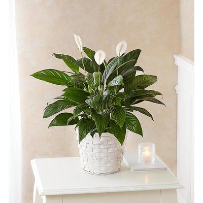 1-800-Flowers Everyday Gift Delivery Peace Lily Plant Small | Happiness Delivered To Their Door
