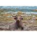 Gracie Oaks 'Photogenic Wild Water Buffalo' Photographic Print on Canvas Metal in Blue/Brown | 32 H x 48 W x 1.5 D in | Wayfair