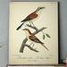 Darby Home Co 'Aviary Sketch VIIV' Graphic Art Print on Wrapped Canvas Canvas, Solid Wood in Brown | 27 H x 18 W x 1.5 D in | Wayfair