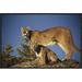 East Urban Home 'Mountain Lion Or Cougar Mother w/ Kitten, North America, Captive Animal' Framed Photographic Print in Blue/Brown | Wayfair