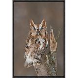 East Urban Home 'Eastern Screech Owl Red Morph, Howell Nature Center, Michigan' Framed Photographic Print in Brown/Green | Wayfair