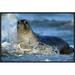 East Urban Home 'Northern Elephant Seal Female' Framed Photographic Print in Blue | 16 H x 24 W x 1.5 D in | Wayfair EAAC7463 39222376