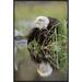East Urban Home 'Bald Eagle w/ Reflection At The Edge Of A Lake, North America' Framed Photographic Print in Black/Green | Wayfair