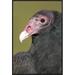 East Urban Home 'Turkey Vulture, Howell Nature Center, Michigan' Framed Photographic Print in Black/Green | 30 H x 20 W x 1.5 D in | Wayfair