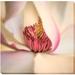 Artistic Home Gallery 'Pink Magnolia' Photographic Print on Wrapped Canvas Canvas, Solid Wood in White | 36 H x 36 W x 1.5 D in | Wayfair 3636703EG