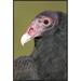 East Urban Home 'Turkey Vulture, Howell Nature Center, Michigan' Framed Photographic Print in White | 36 H x 24 W x 1.5 D in | Wayfair