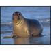 East Urban Home 'Northern Elephant Seal Female Laying On Beach, California Coast' Framed Photographic Print in Blue/Gray | Wayfair